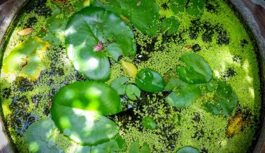 Mental Detox Series: 7 Steps to Reduce Stress at Home with the Zen Bowl